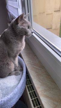Hotel for Cats