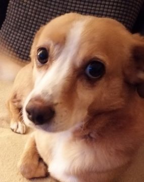 Dog Hotel