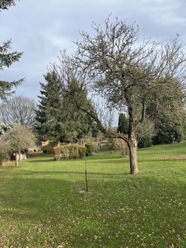 Hundepension - Haustierbetreuung und Tierpension
