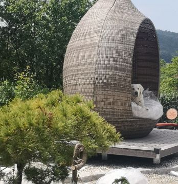 Dog Hotel