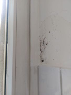 Mold Removal Expert - Domestic Services