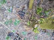 Tree Stump Grinding and Removal