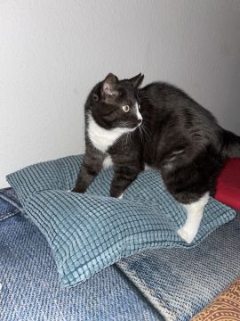 Tierpension - Haustiere