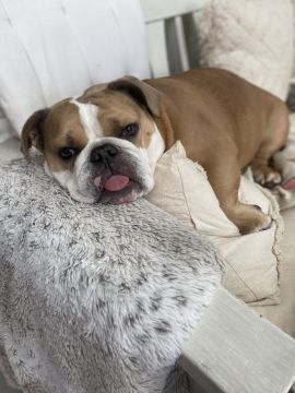 Pet Boarding and Daycare