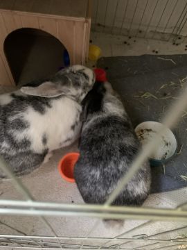 Pet Boarding and Daycare