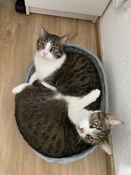 Tierpension