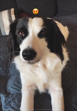 Dog Hotel