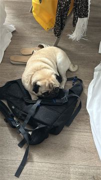 Hundesitter (Tagesstätte)