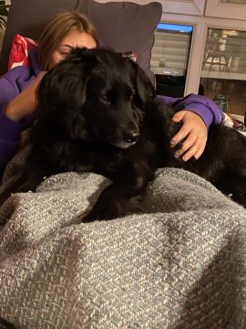 Hundetagesstätte (Hundesitter)