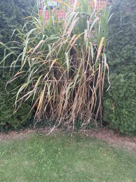 Gartenhelfer