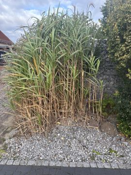 Entfernung von Gebüsch- und Baumaufwuchs