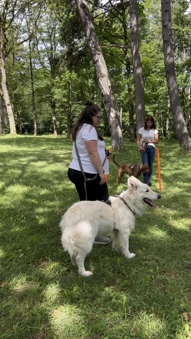 Ligubello - Würzburg - Hundeausführung