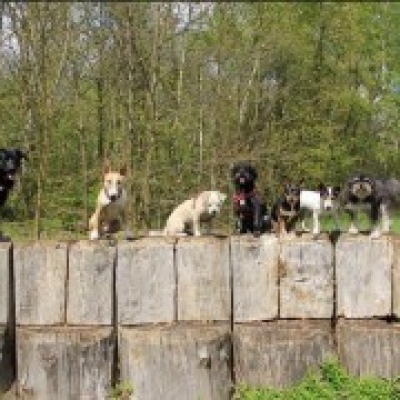 Leni Reimann - Berlin - Baths and Grooming for Animals