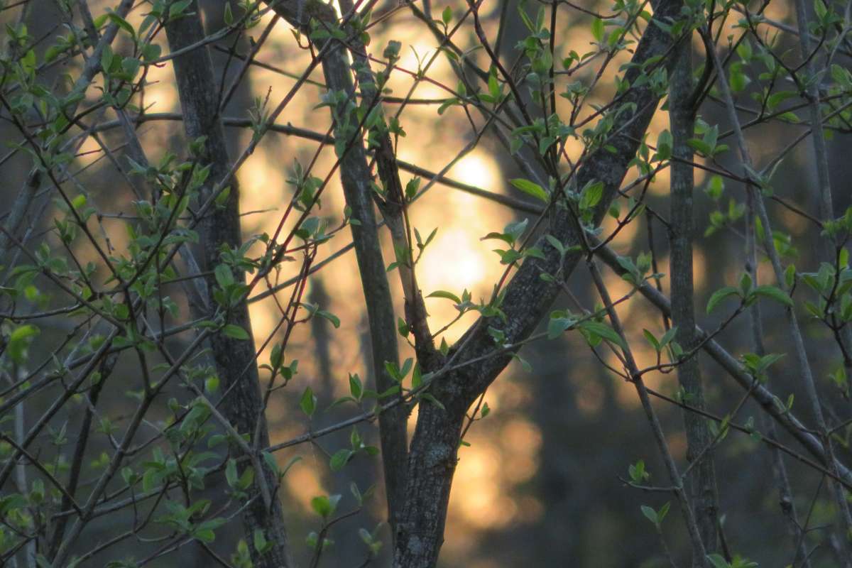 Tree - Recklinghausen - Singing Lessons