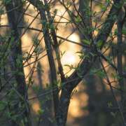 Tree - Recklinghausen - Singing Lessons