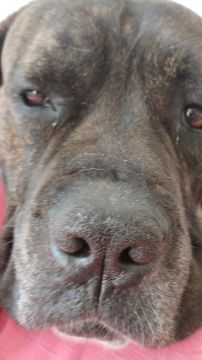 Hospedaje de perros