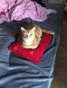 Hotel for Cats
