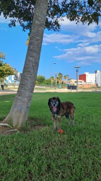 Pension pour chiens