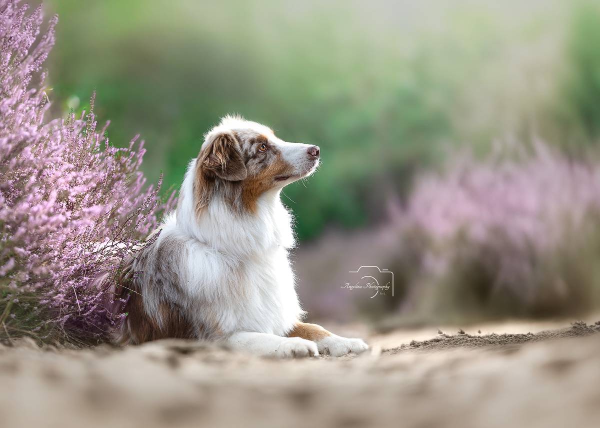 Angelina Photography Art - Warendorf - Photographie d'animaux de compagnie