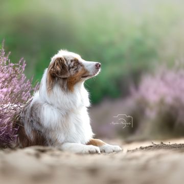 Angelina Photography Art - Warendorf - Photographie d'animaux de compagnie