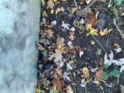 Baumstumpf oder -wurzel wegfräsen und entfernen - Gartenarbeiten