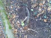 Baumstumpf oder -wurzel wegfräsen und entfernen - Gartenarbeiten