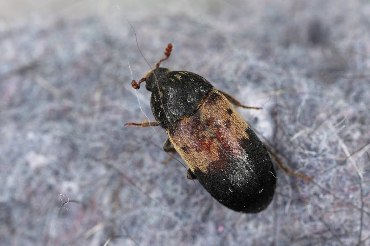 PIRMINIUS ® Schädlingsbekämpfung - Calw - Bed Bug Extermination