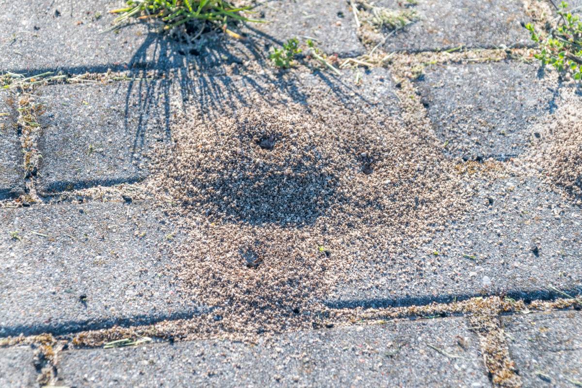 PIRMINIUS ® Schädlingsbekämpfung - Calw - Pest Extermination Companies
