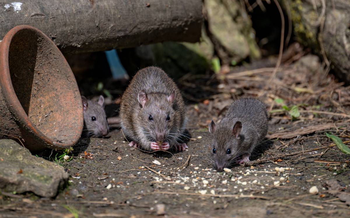 PIRMINIUS ® Schädlingsbekämpfung - Calw - Pestizidanwendung im Außenbereich