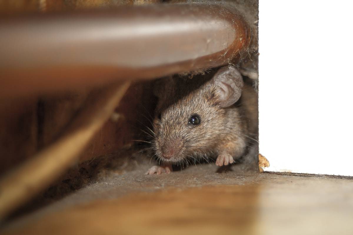 PIRMINIUS ® Schädlingsbekämpfung - Calw - Pest Control Services