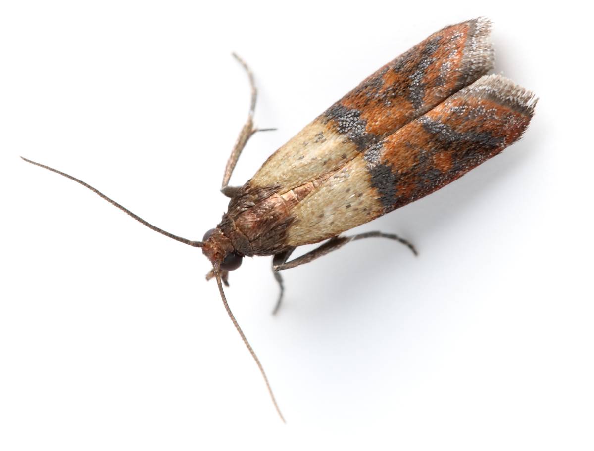PIRMINIUS ® Schädlingsbekämpfung - Calw - Pest Control