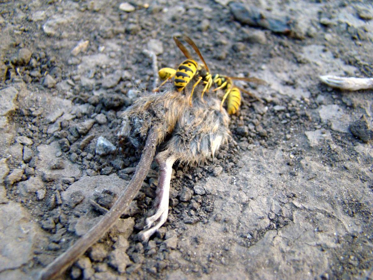 PIRMINIUS ® Schädlingsbekämpfung - Calw - Animal and Rodent Removal