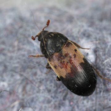 PIRMINIUS ® Schädlingsbekämpfung - Calw - Bed Bug Extermination