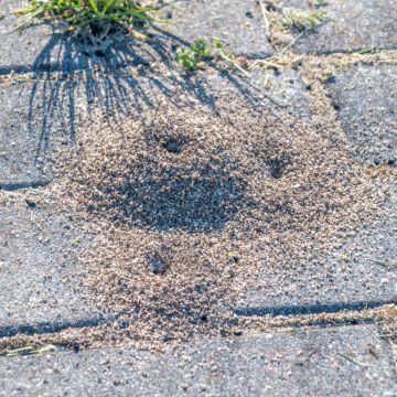 PIRMINIUS ® Schädlingsbekämpfung - Calw - Pest Extermination Companies