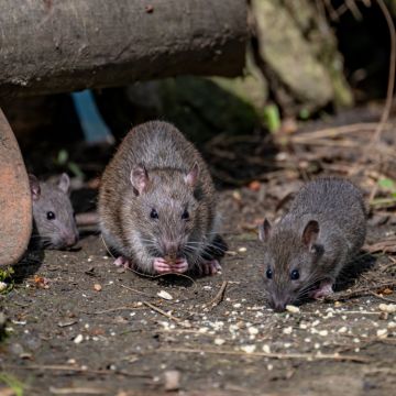 PIRMINIUS ® Schädlingsbekämpfung - Calw - Pestizidanwendung im Außenbereich