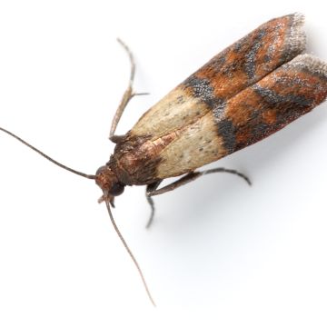 PIRMINIUS ® Schädlingsbekämpfung - Calw - Pest Control