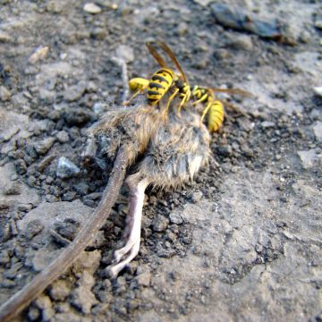 PIRMINIUS ® Schädlingsbekämpfung - Calw - Animal and Rodent Removal