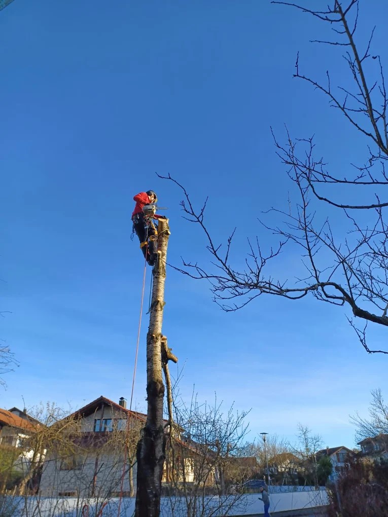 Baumpflege Schlupek - Ulm - Gartenbewässerung und -pflege