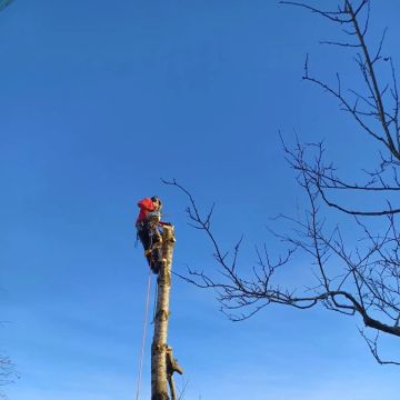 Baumpflege Schlupek - Ulm - Gartenbewässerung und -pflege