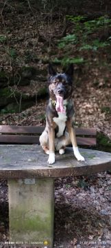 Pet Boarding and Daycare