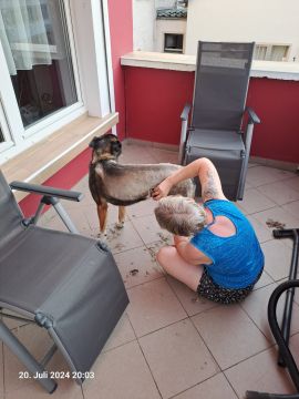 Dog Hotel
