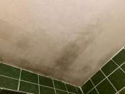 Mold Removal Expert