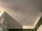 Mold Removal Expert