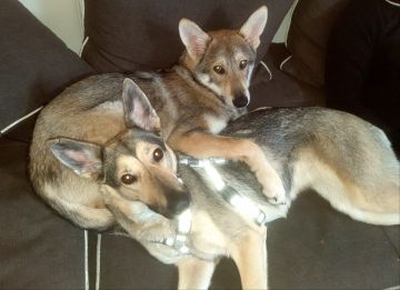 Hospedaje de perros