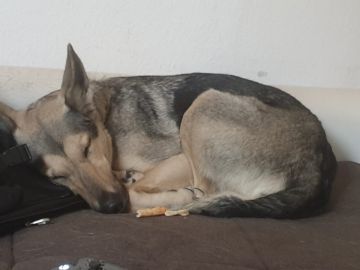 Hospedaje de perros