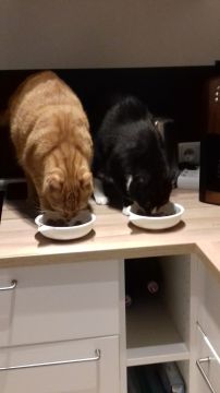 Hotel for Cats - Pet Boarding and Daycare