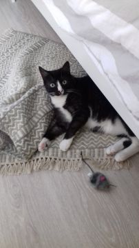 Pet Boarding and Daycare - Pets