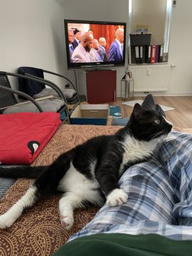 Hotel for Cats