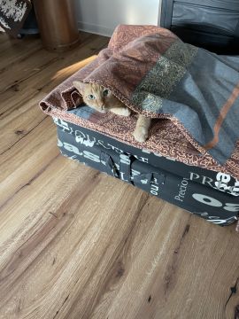 Hotel for Cats - Pets