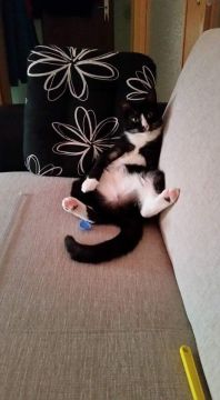 Hotel for Cats